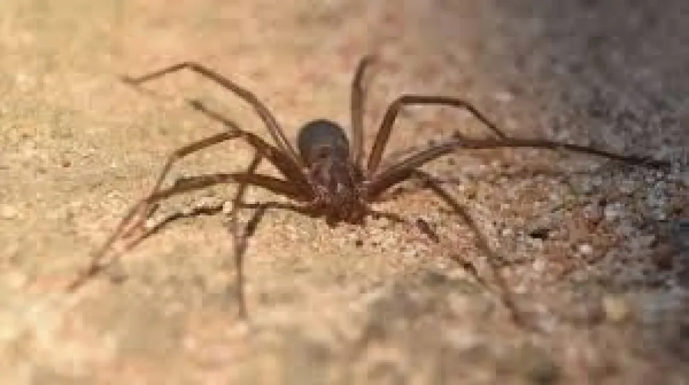 La araña del rincón es importancia para la salud en Misiones y la que más casos notifica.