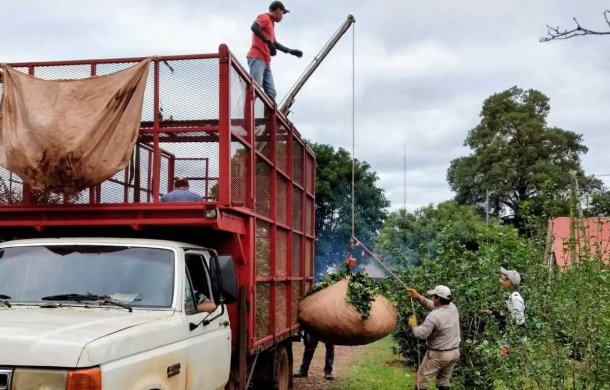 Cosecha de yerba mate