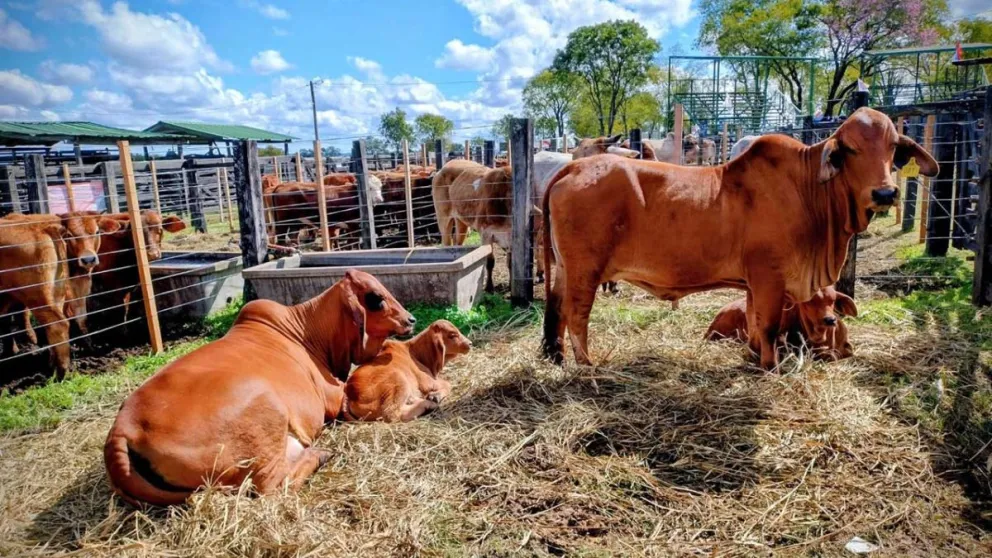 Para los cruzamientos importan semen de toros desde Colombia. Foto: Víctor Piris