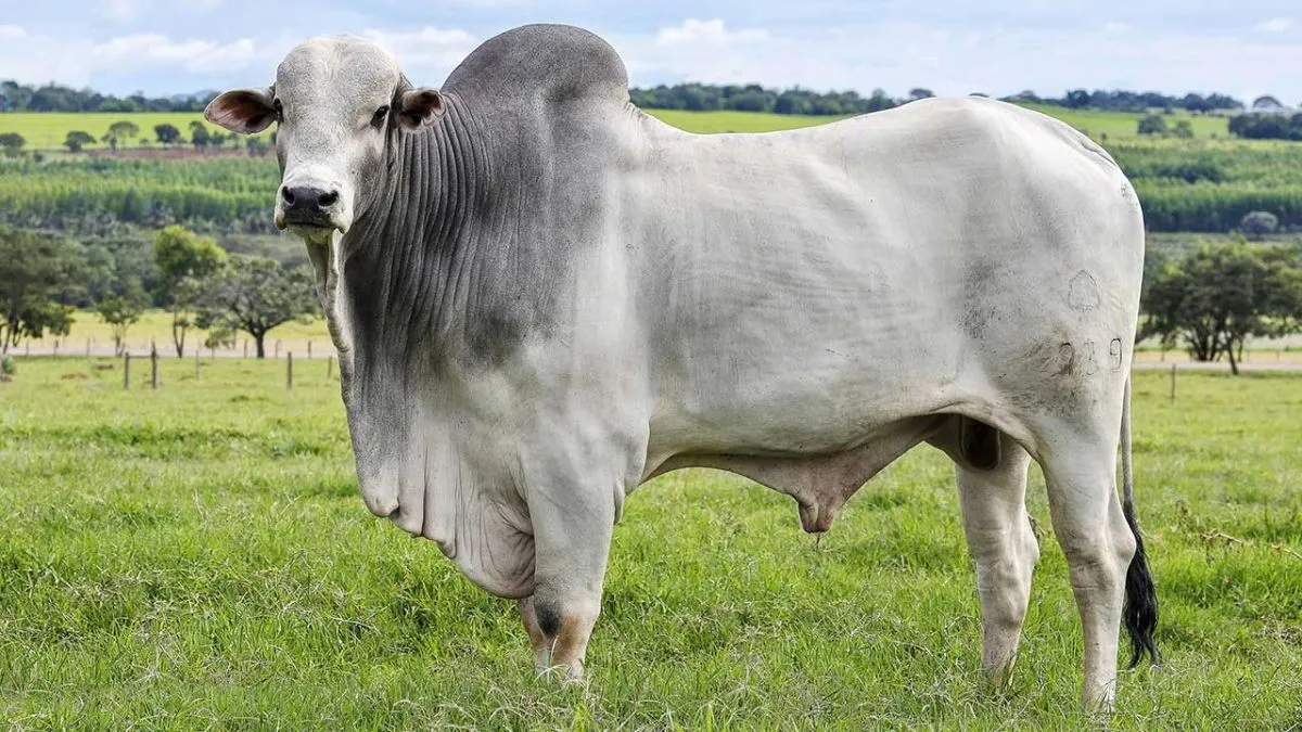 Cebú