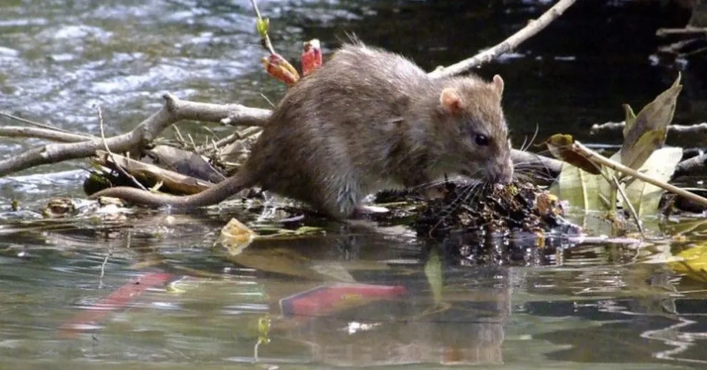 Las especies más involucradas en la transmisión son los roedores.
