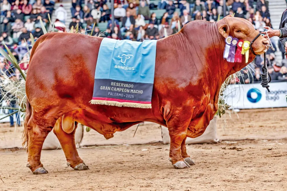 Mafioso, el toro premiado cuyo 50% se vendió por casi $300 millones.
