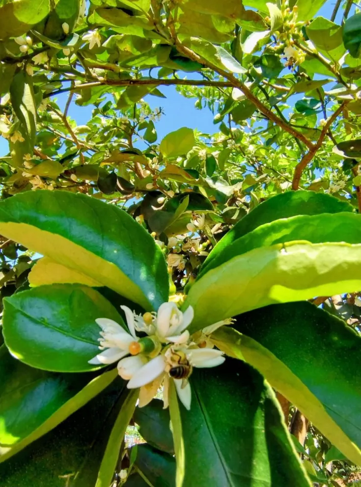 Las flores abren paso a las pequeñas frutas cítricas que se disfrutarán el próximo año. Foto Víctor Piris