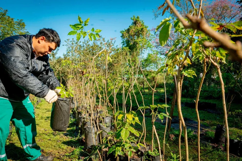 Los árboles que más se producen son lapachos, chivatos, jacarandá, cañafístula, paraíso, viraró y palo borracho.  Fotos: Marcelo Rodríguez