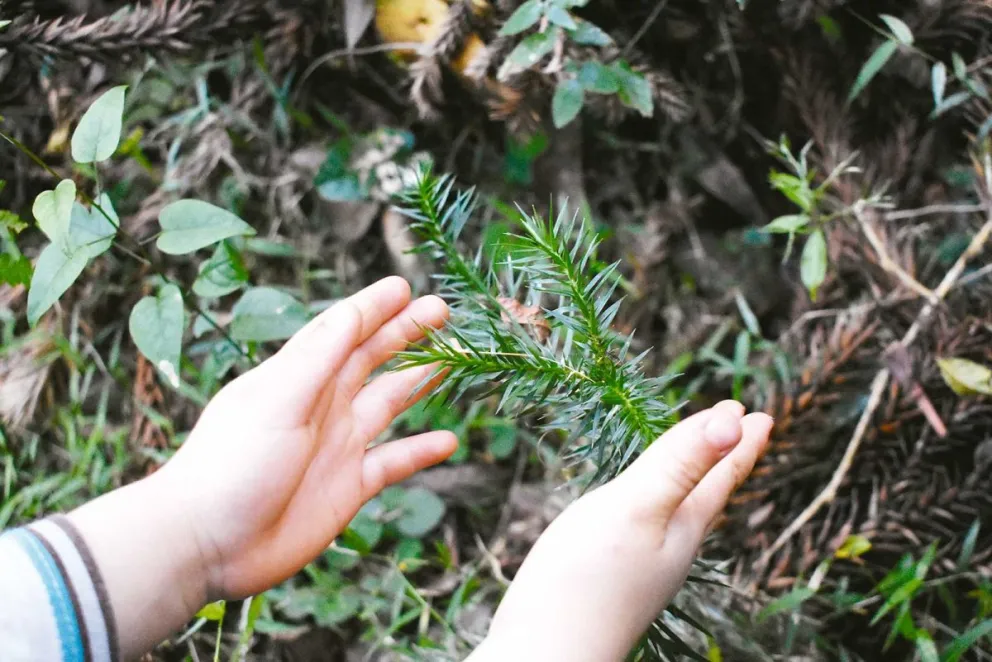 Nuevos brotes y semillas de araucarias son tesoros. Foto: Carina Martínez 