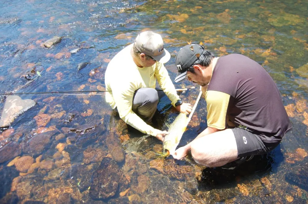 Se realizaron muestreos que consistían en capturar los peces, fotografiarlos y luego liberarlos.