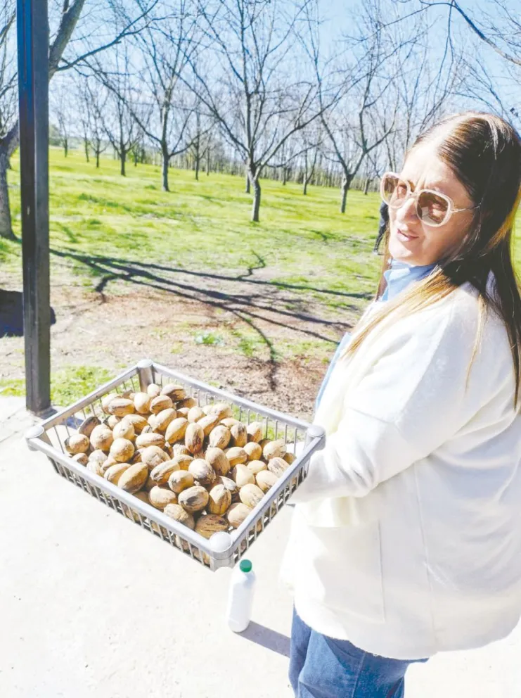 En Entre Ríos varios productores se sumaron en los últimos años a producir nuez pecán. Fotos: Víctor Piris