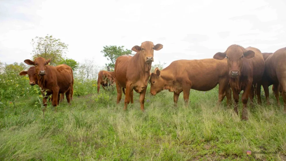 San Pedro: construyen un espacio comunitario para la Escuela Cristo Juniors imagen-7