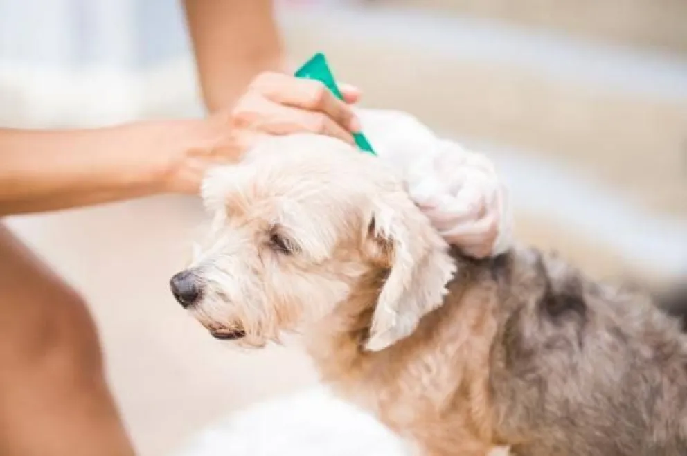 Ante cualquier síntoma o duda recomiendan consultar con un veterinario. 