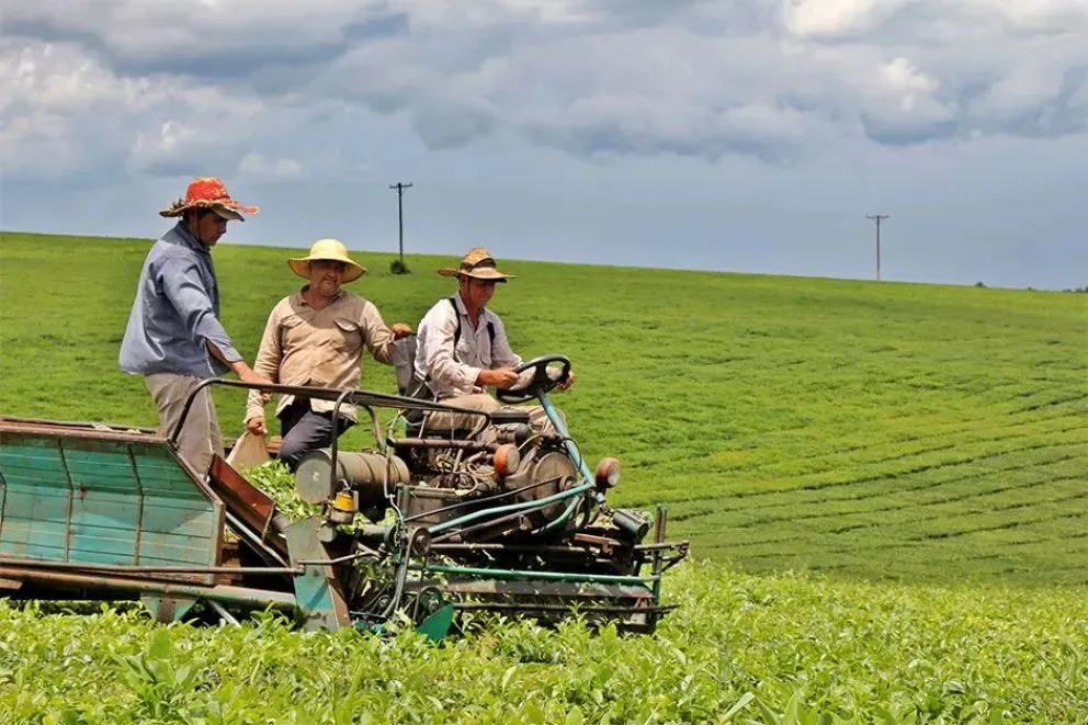 En las próximas semanas se empezaría a entregar y procesar un mayor volumen de hojas de té en la provincia. 