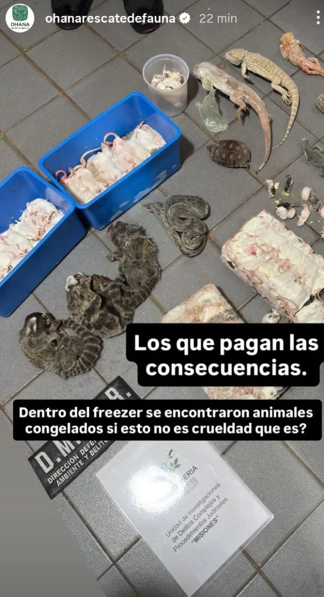 “Lo que vimos fue un desastre en materia de conservación y respeto animal” imagen-7