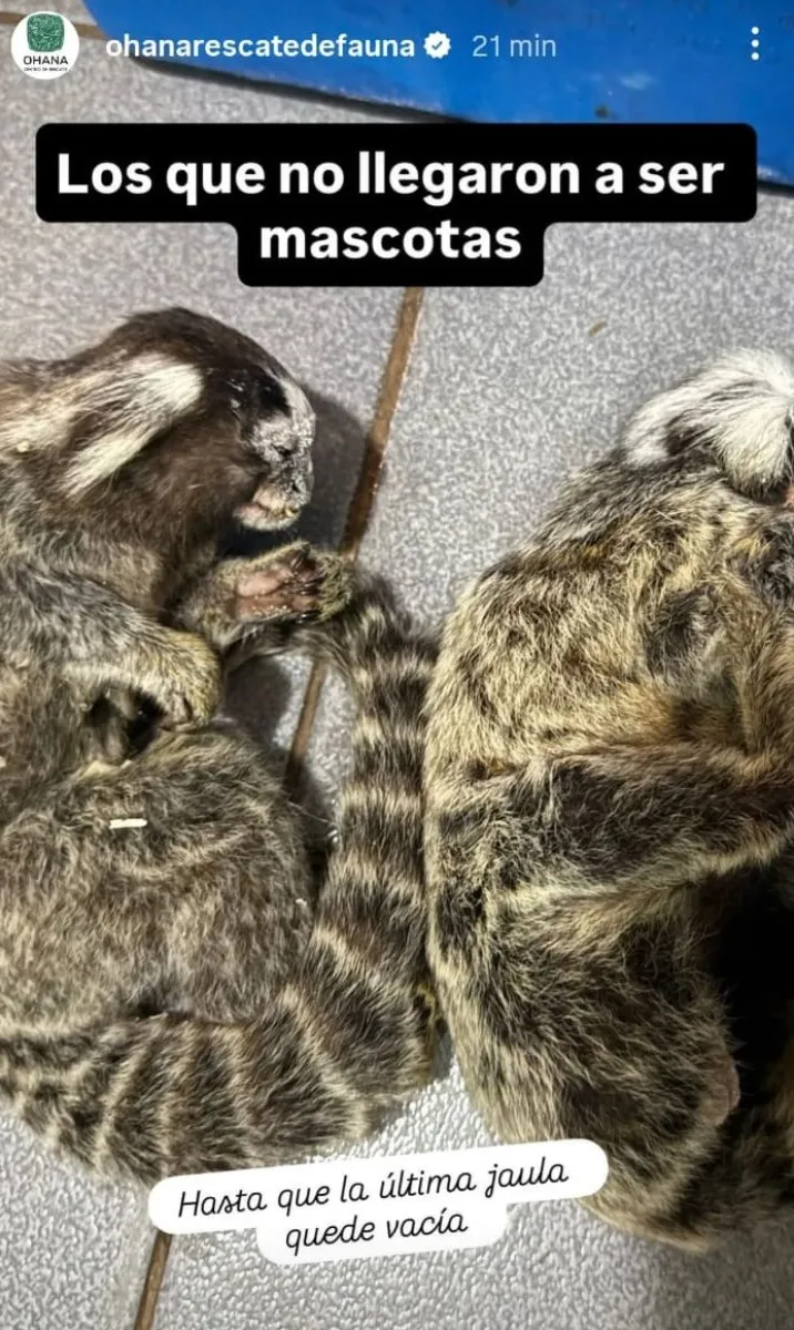 “Lo que vimos fue un desastre en materia de conservación y respeto animal” imagen-9