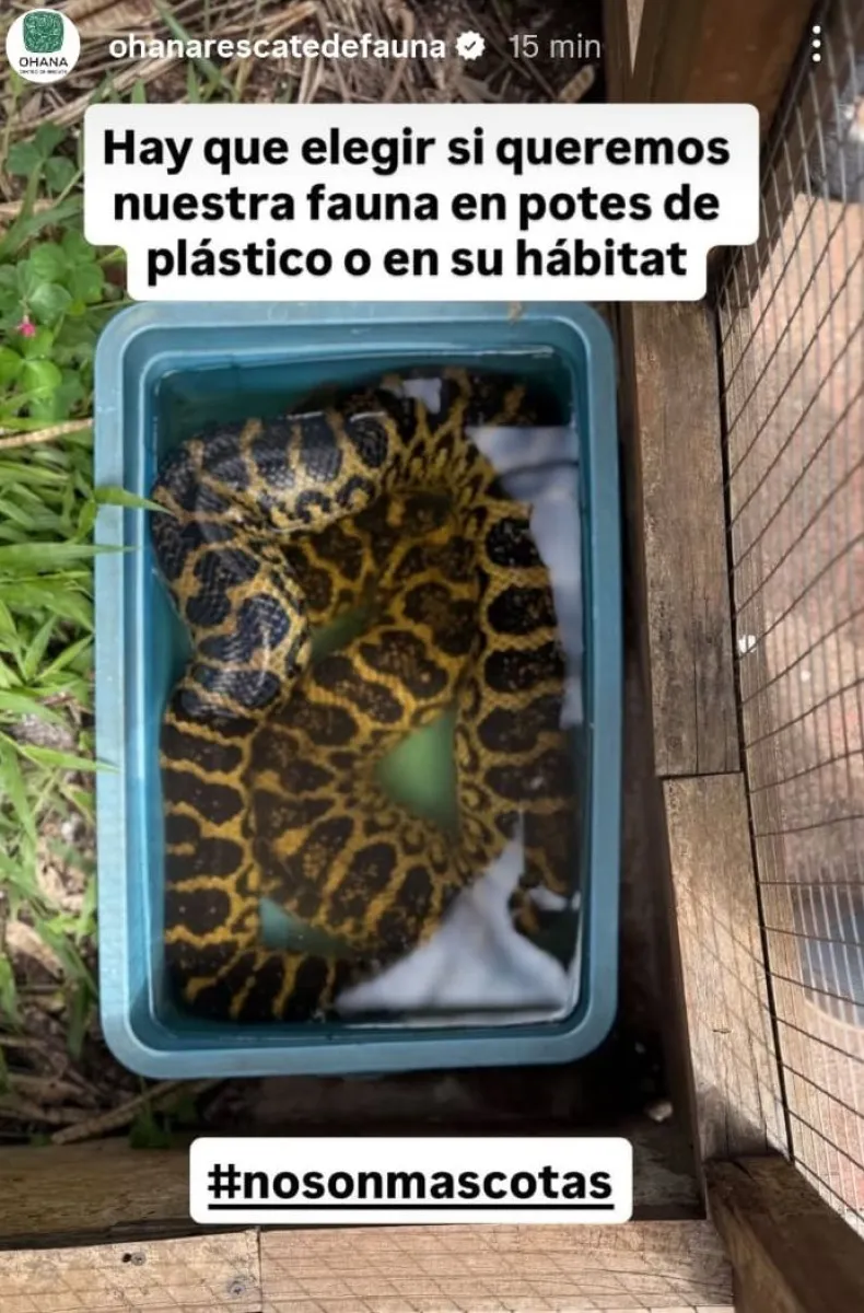 “Lo que vimos fue un desastre en materia de conservación y respeto animal” imagen-11