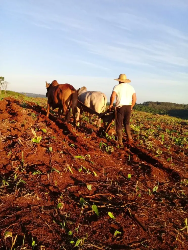 El joven productor utilizaba los bueyes para trabajar su tierra