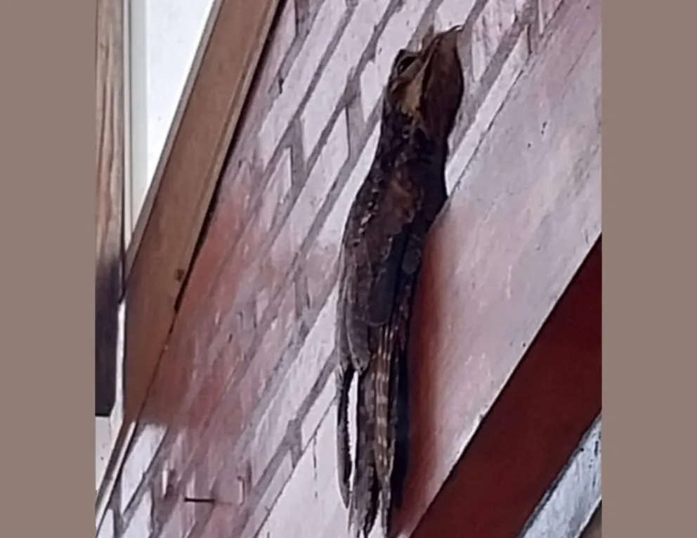 Un urutaú apareció en escuela de Villa Cabello y los bomberos lo llevaron a su hábitat 8 Un urutaú apareció en escuela de Villa Cabello y los bomberos lo llevaron a su hábitat imagen-7