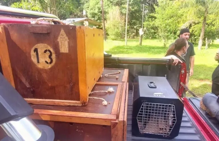 Güira Oga liberó animales tras varios meses de rehabilitación 7 Güira Oga liberó animales tras varios meses de rehabilitación imagen-6
