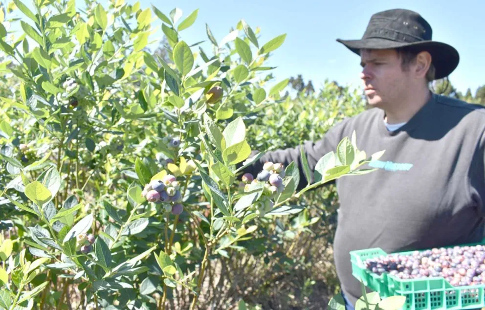 Ricardo Wernes y su esposa Maximiliana producen arándanos en una hectárea de su chacra.  Foto: Carina Martínez