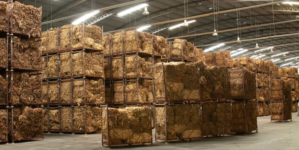 Uno de los productos cultivados en Misiones mostró un buen dinamismo en envíos este año