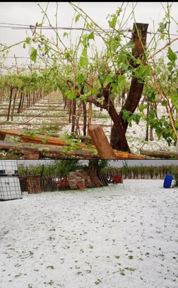 El granizo produjo en minutos daños multimillonarios