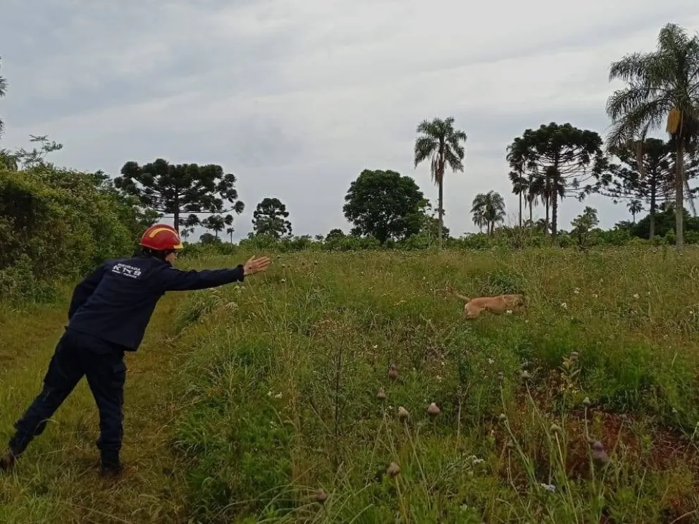 Maya se sumó a la búsqueda del anciano, en un amplio territorio de la zona centro. //Foto: Bomberos Voluntarios de Oberá.