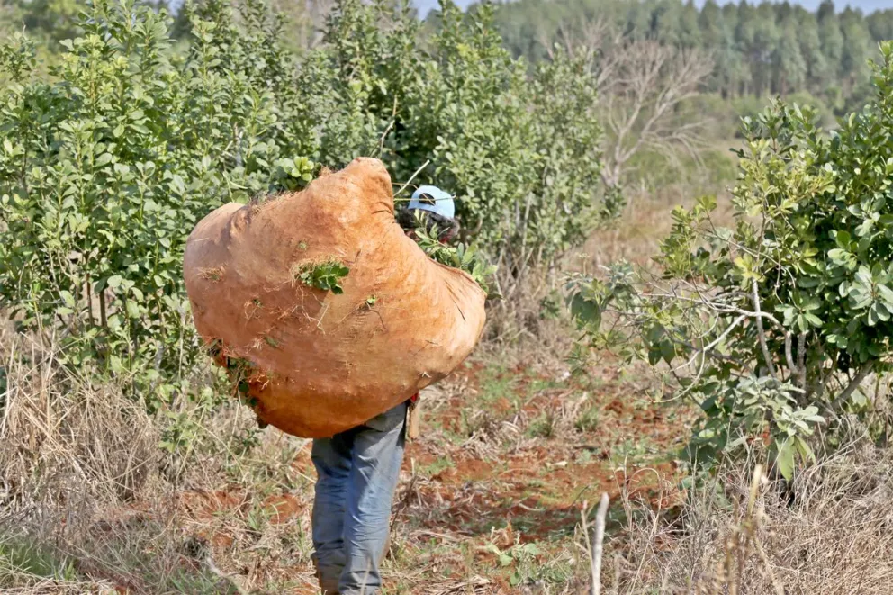 La producción afirma que la actividad se encuentra en peligro.  