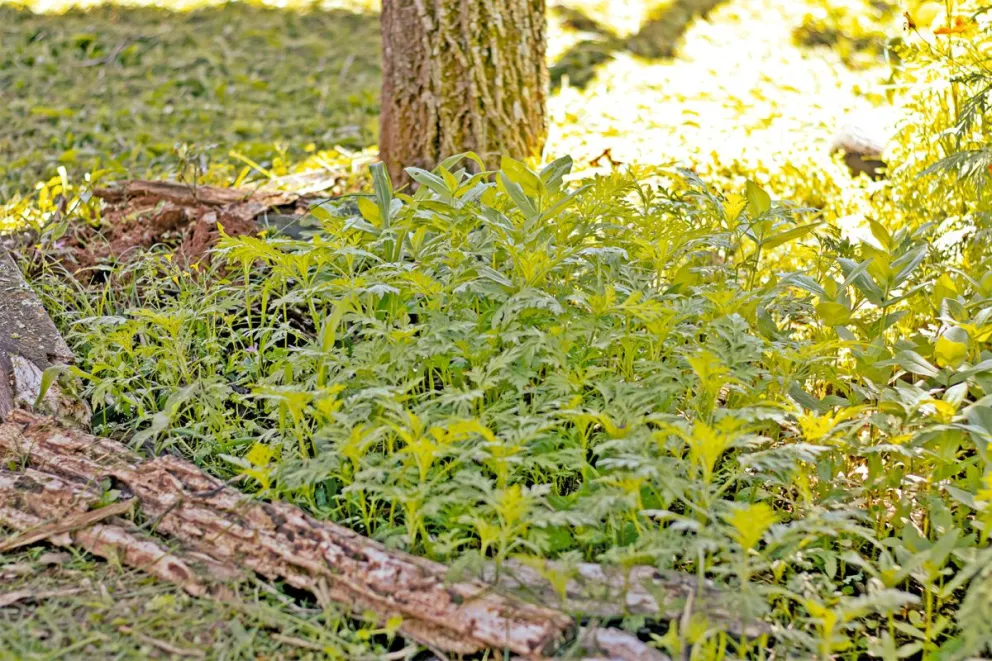 La horticultura es uno de los pilares productivos.  Foto: Mariana Poplawski
