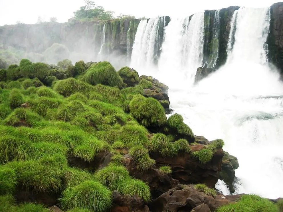 Pastizal monotípico de P. lilloi en el circuito bajo del PN Iguazú. //Foto: gentileza Dr. Gabriel H. Rua (FA-UBA).
