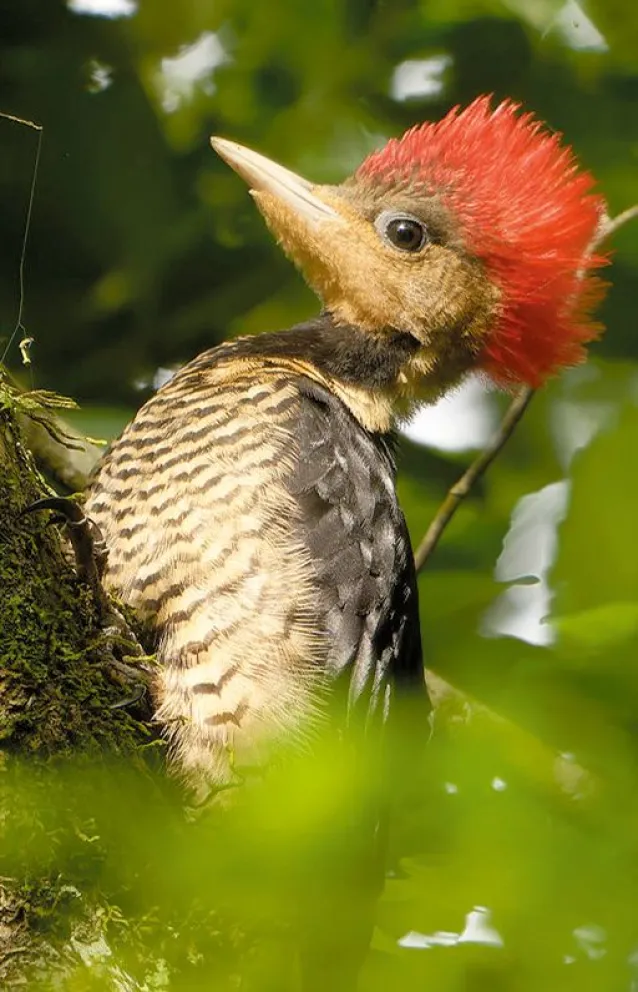 Se suspendió la segunda jornada de Navidad en Capioví 9 Se suspendió la segunda jornada de Navidad en Capioví imagen-8