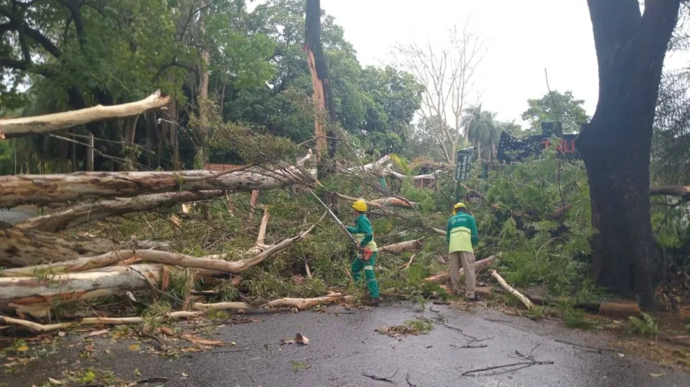 Posadas: violento temporal causó destrozos en pocos minutos imagen-5
