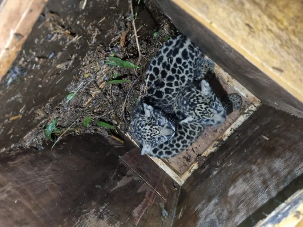 Un mes después, la yaguareté 'Pará' sigue su camino: la selva acompaña su adaptación y la de sus crías imagen-5