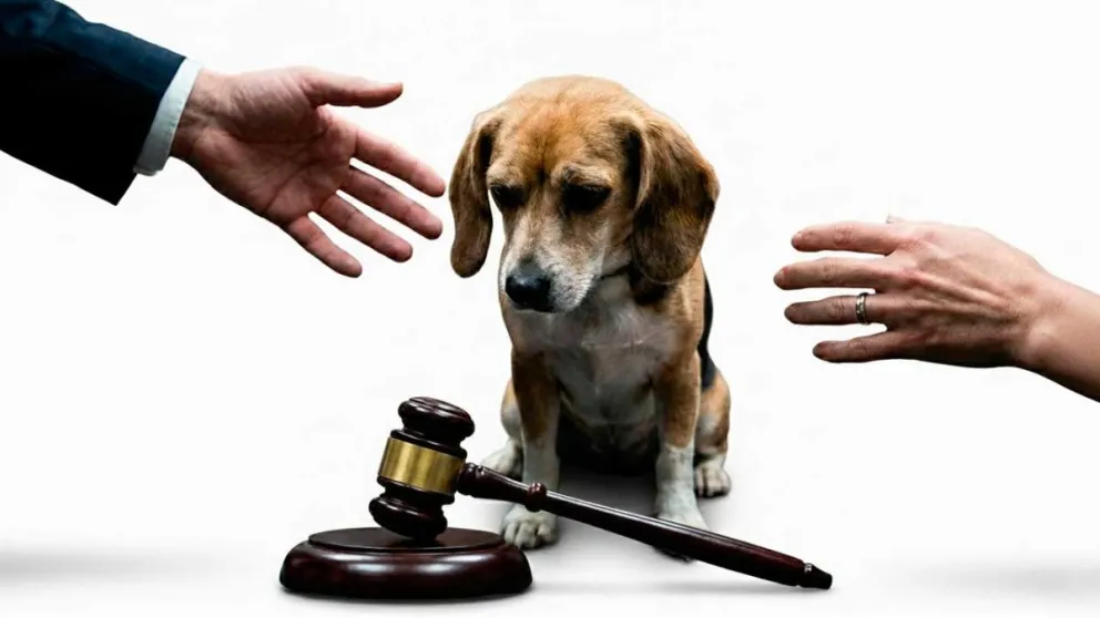 Parejas que se disputan la tenencia de una mascota, algo impensado décadas atrás. Foto: recreación IA
