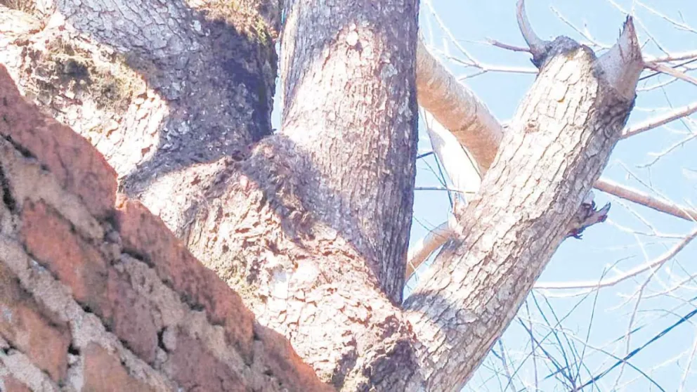 El árbol que generó el conflicto está ubicado a 60 centímetros de la medianera. 