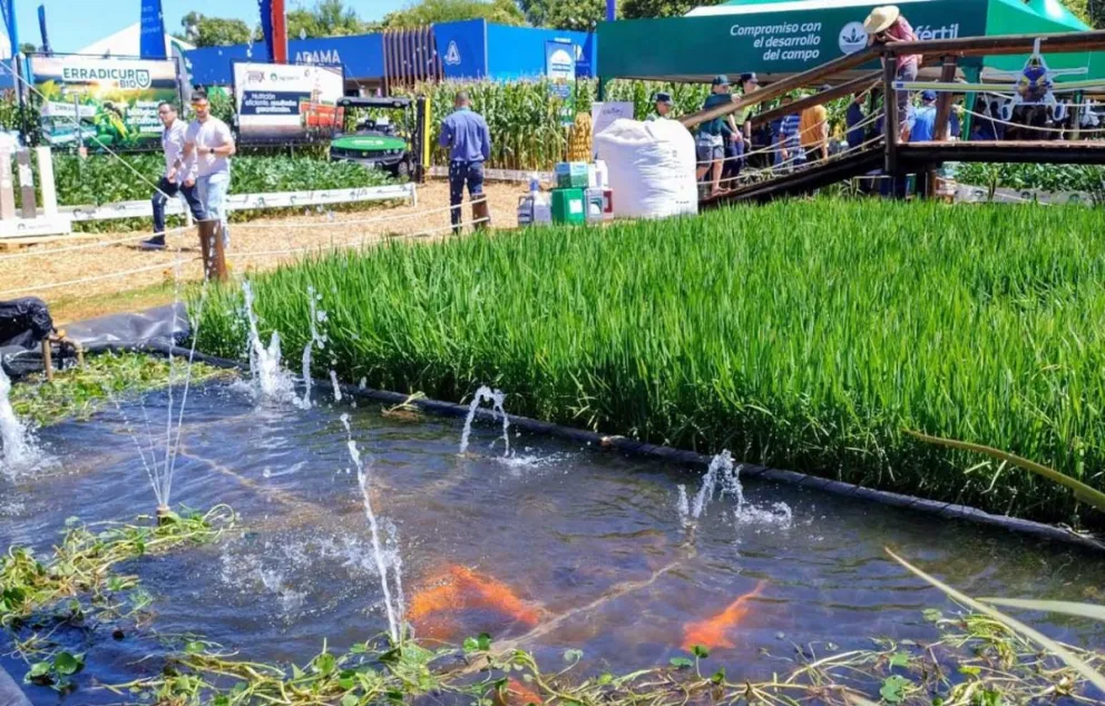 Cultivo de arroz y cría de peces, una muestra viviente en Agrodinámica 2025.  Foto: Víctor Piris