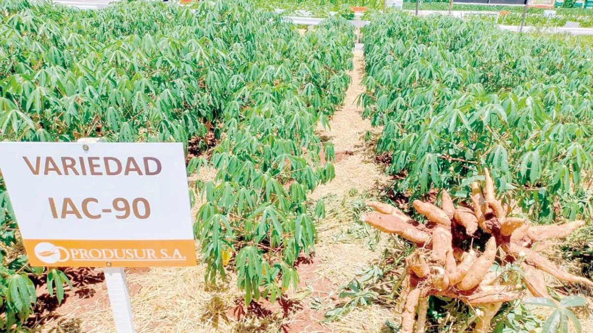 Agrodin&aacute;mica 2025 - Cooperativa Colonias Unidas