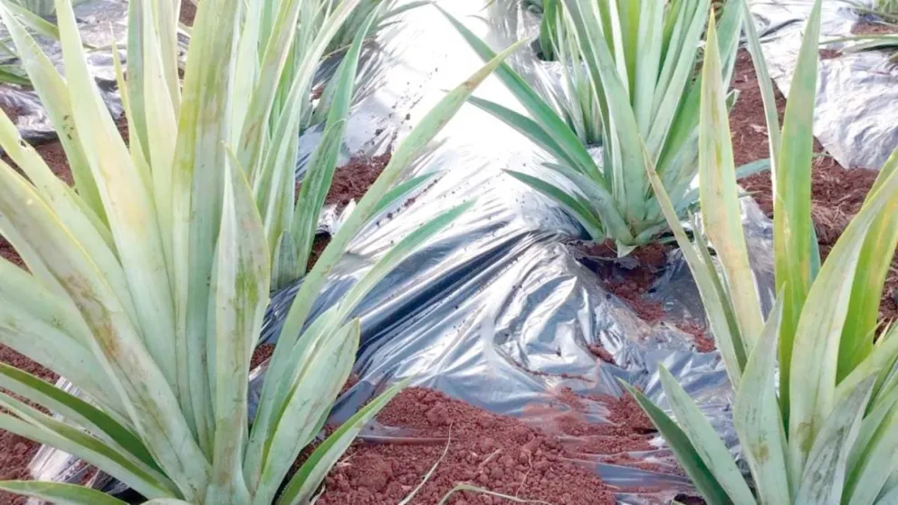 El mulching es un plástico que evita que crezcan malezas alrededor de las plantas. Foto: Gentileza Rodrigo Kramer