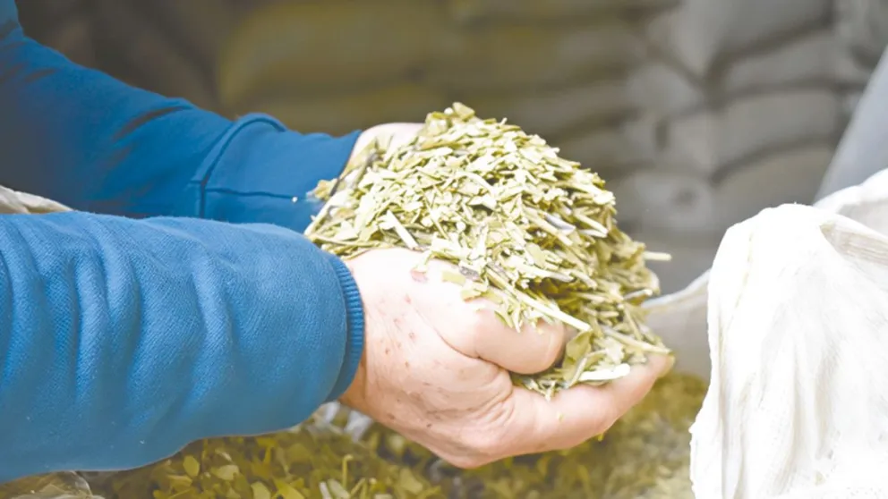 La yerba mate es una de las producciones más afectadas en Misiones, junto al té y la forestoindustria.  