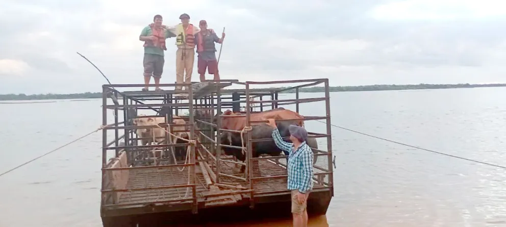En Ituzaingó el ganado de las islas fue trasladado con barcazas. Foto: Inta ituzaingó