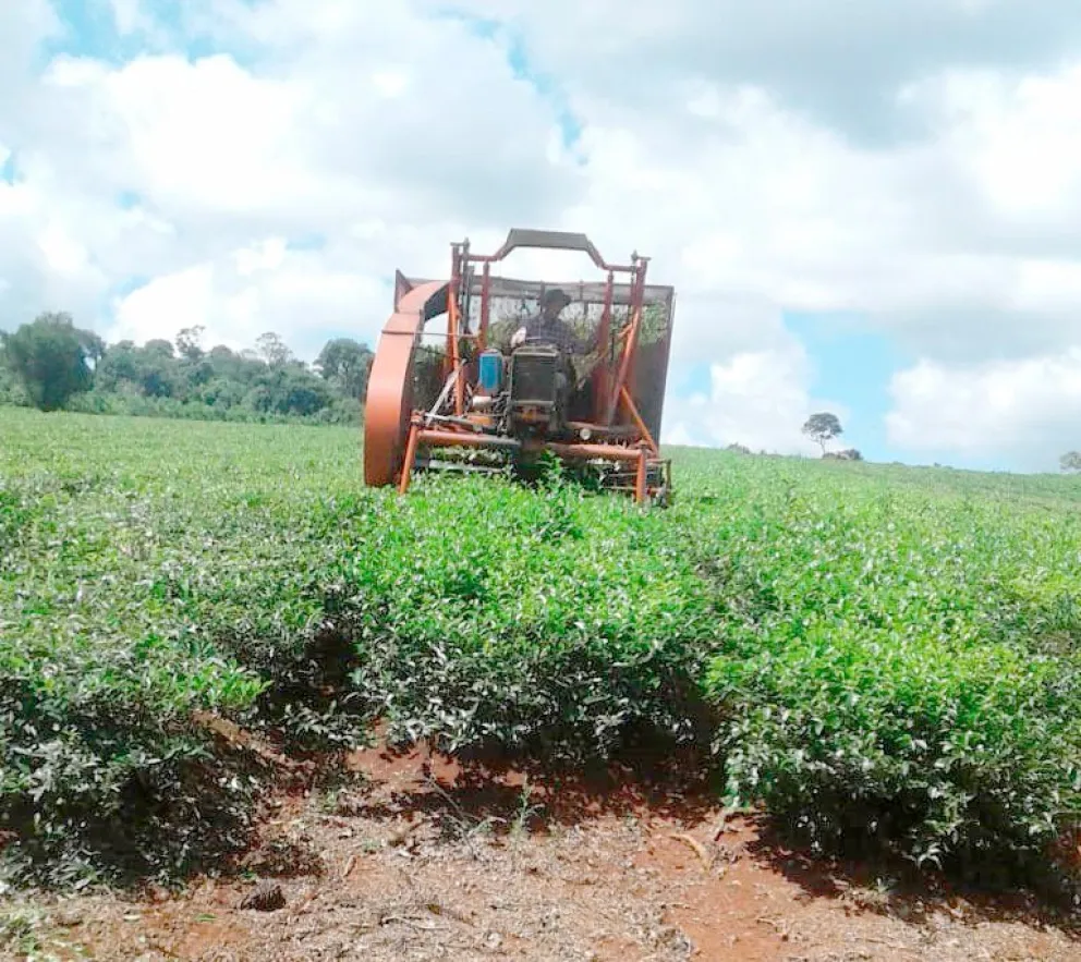 Los rendimientos son en general bajos por la falta de fertilizantes. Foto: k. Gural