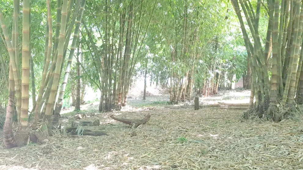 El cultivo demostró un buen crecimiento en el suelo y clima de Misiones. Foto: Cristian Benson