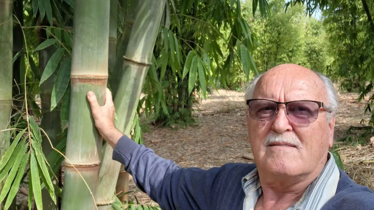 Juan Carlos Haasis - Dendrocalamus Asper