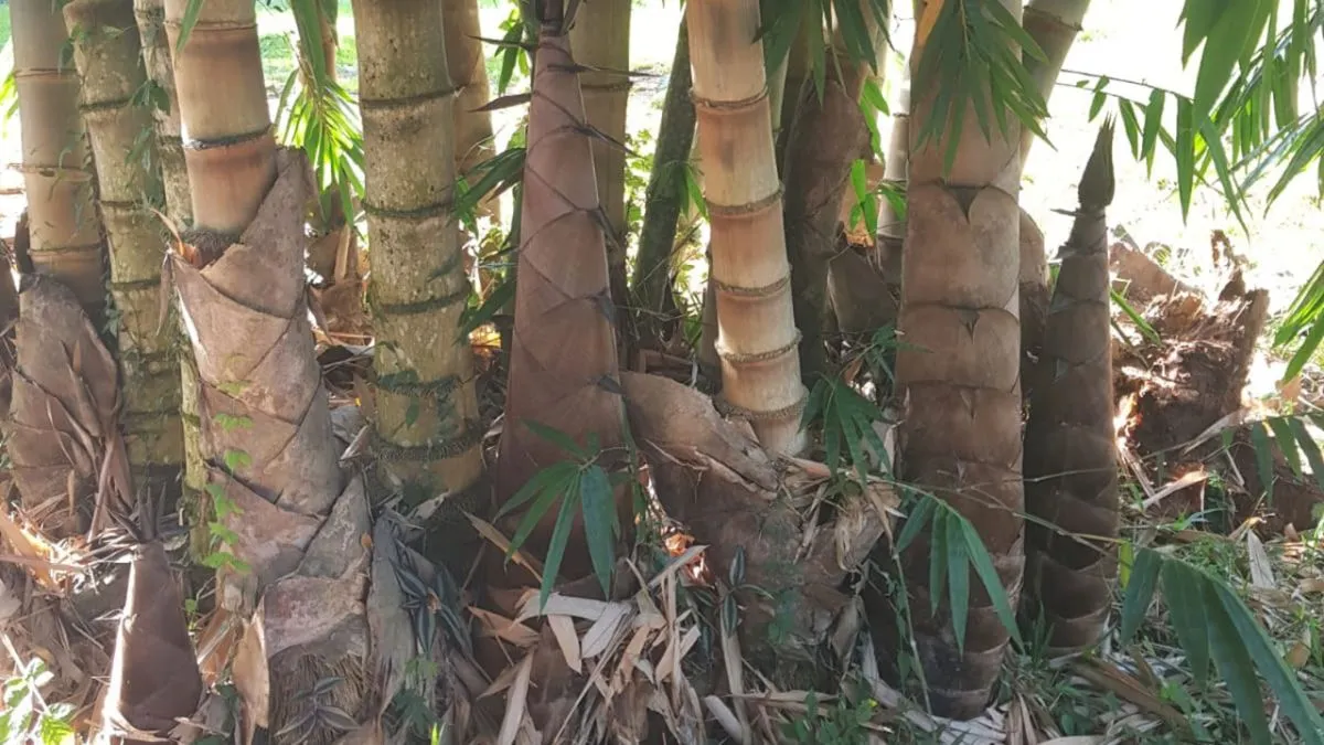 Brotes de bamb&uacute;
