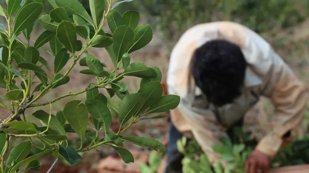 El sector de la yerba mate atraviesa uno de los momentos más complejos.  