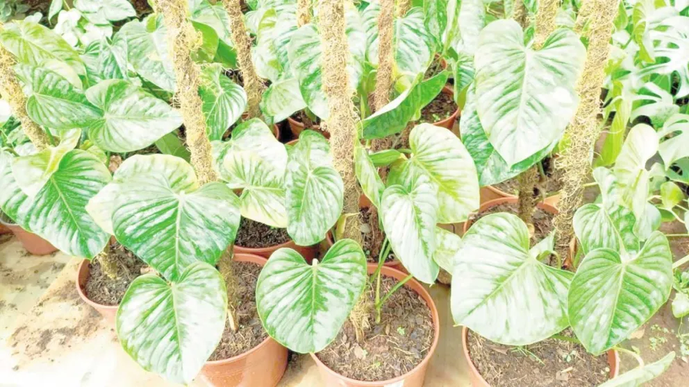 Las plantas ornamentales tardan más tiempo en producirse y cuestan más. 