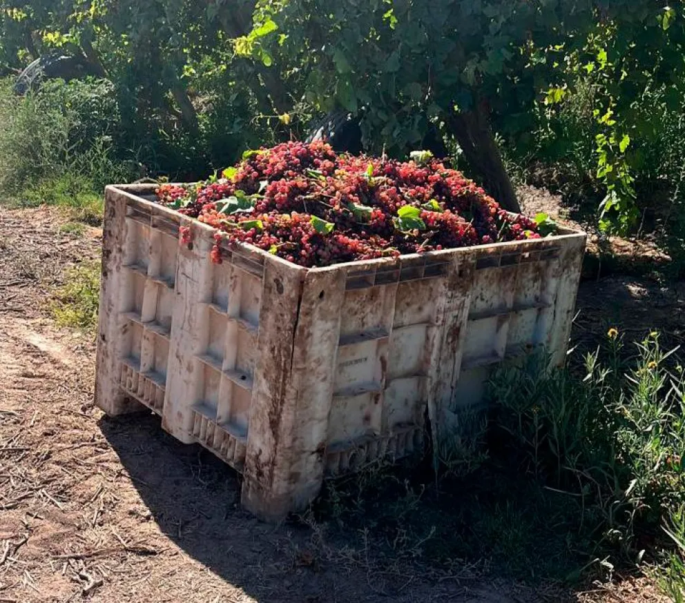 La fruta se junta en grandes cajones plásticos para llevarse a industrias.
