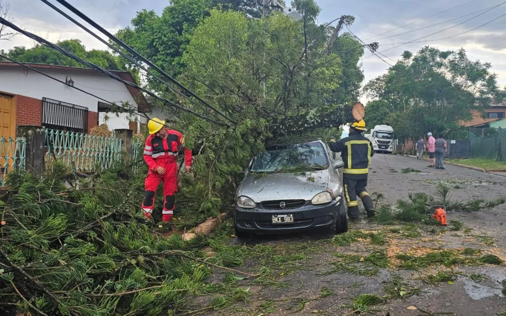 Hubo caída de árboles en varios barrios de Jardín América. Fotos: Esteban González.