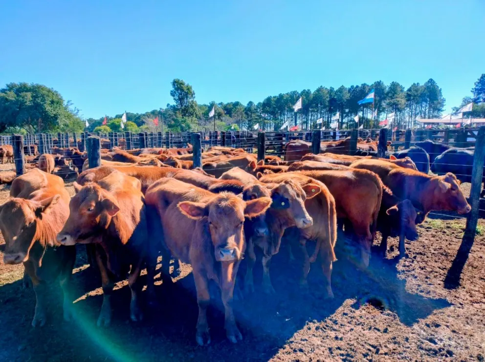 Productores venden terneros para afrontar gastos del verano. Foto: Archivo
