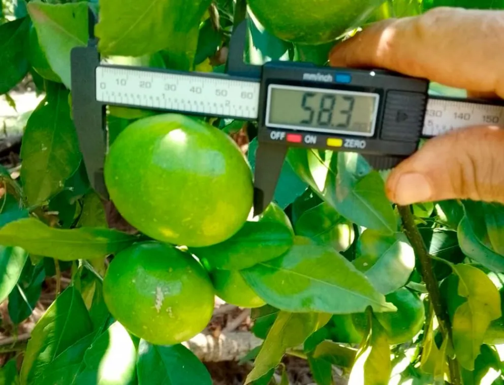 Mandarinas okitsu más pequeñas por falta de lluvias que cortaron su desarrollo.  Foto: L. Acuña