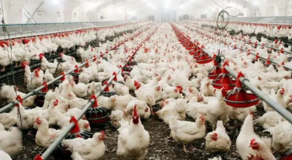 El Senasa bloqueo exportaciones y controlará la erradicación de las aves que presuntamente enfermas del criadero donde se detectó el virus. 