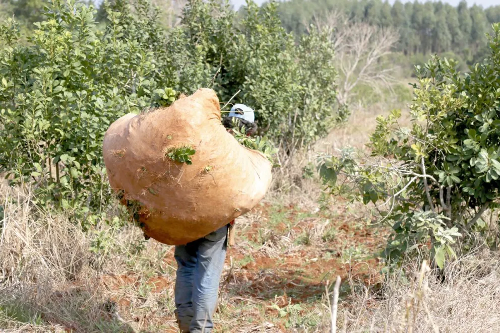 La producción está en caída libre a causa de los bajos precios en la yerba. 