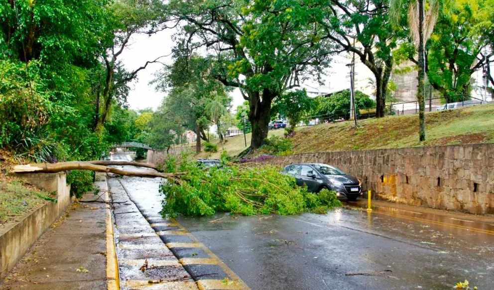 Temporal provocó caída de árboles y voladuras de techos en Posadas imagen-6